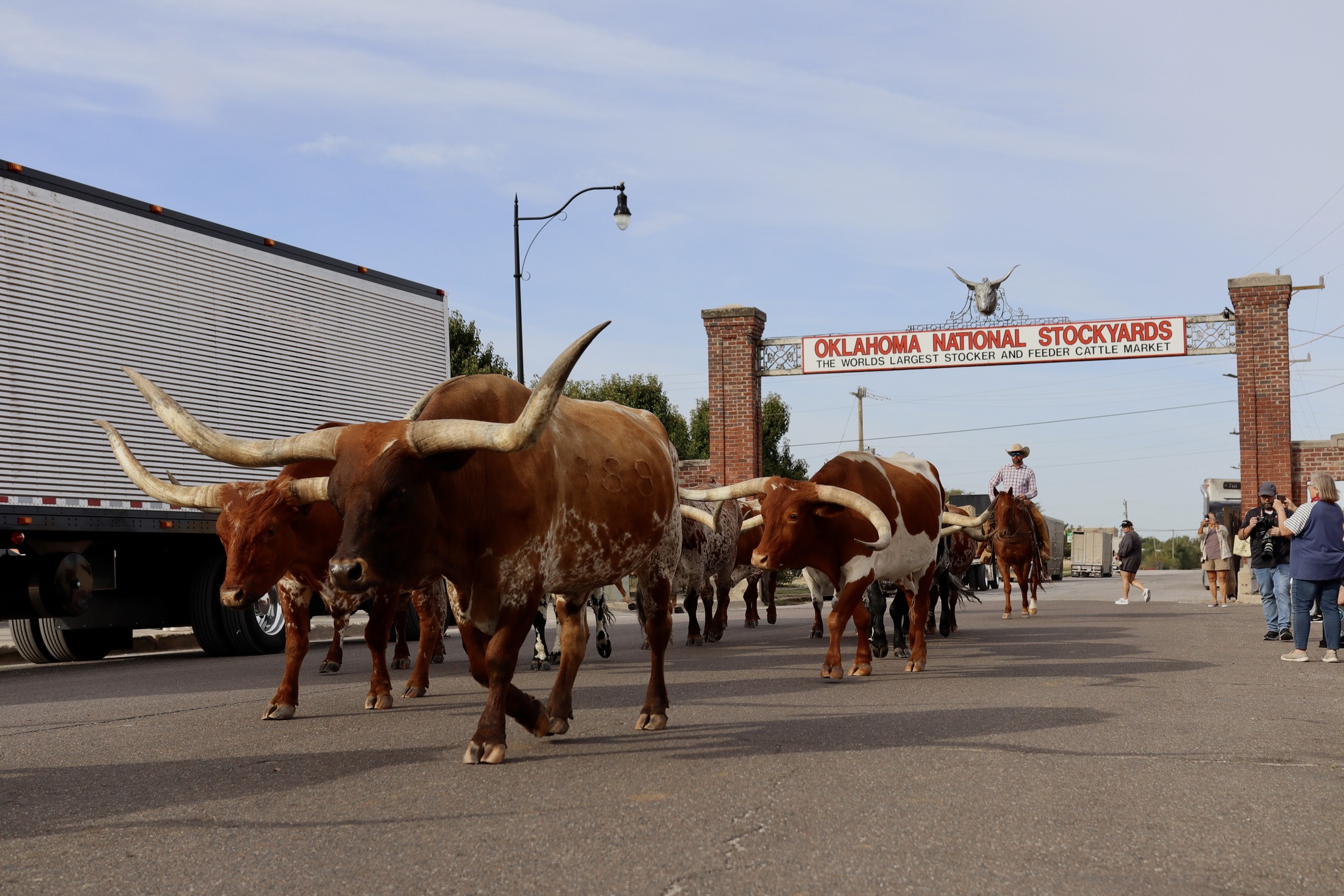 Slash-O-Ranch Longhorns | Woodward OK