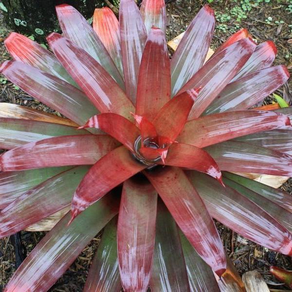Bromeliad - Alacantera imperialis ‘Rubra’ https://bromeliadparadise.com ...