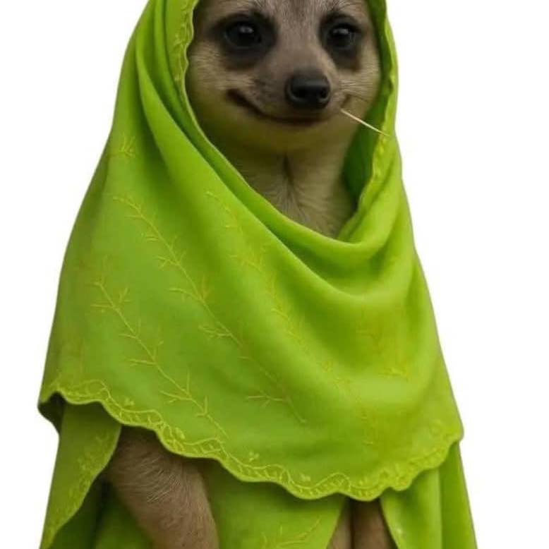 Najasboy