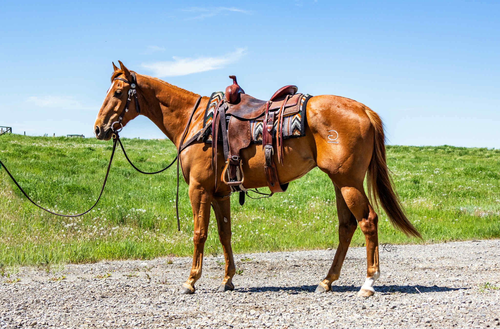 Reverse G Bar Ranch | Stavely AB