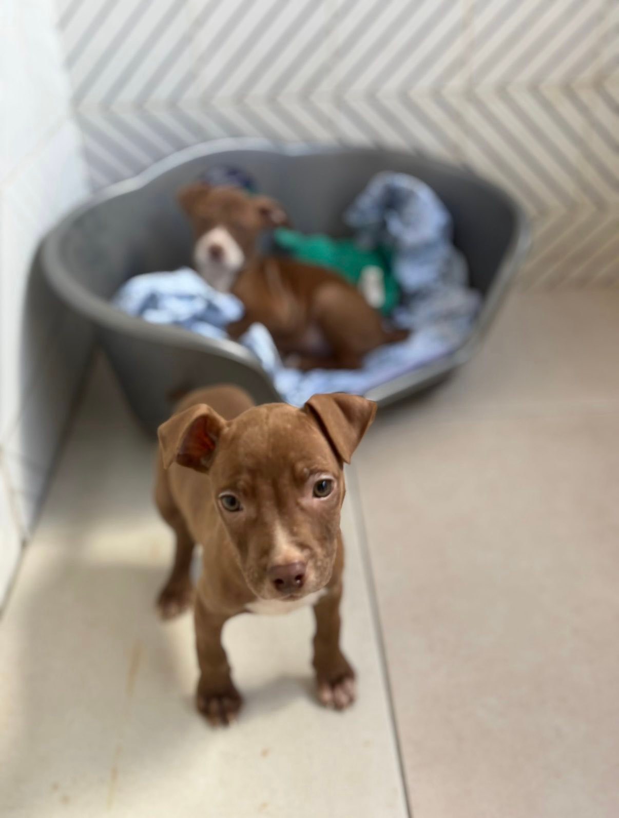 MSPCA - TODAY 💛 Today is our first night in a shelter... | Facebook