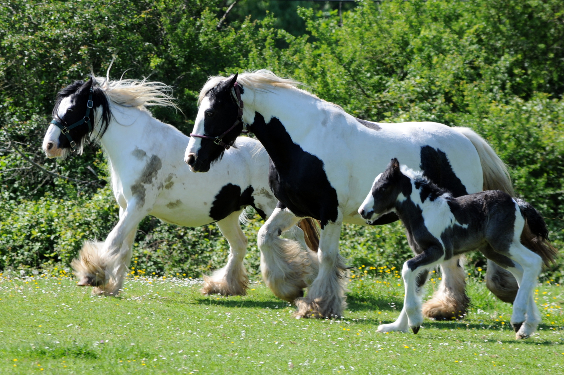 les-irish-de-la-borderie-levage-d-irish-cob-traditionnels-bourg