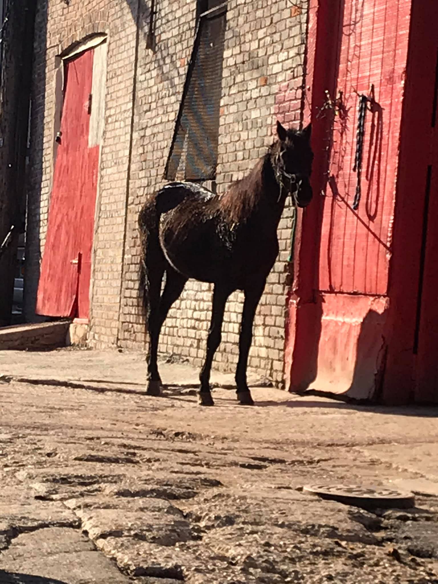 Carlton Street Stables | Baltimore MD
