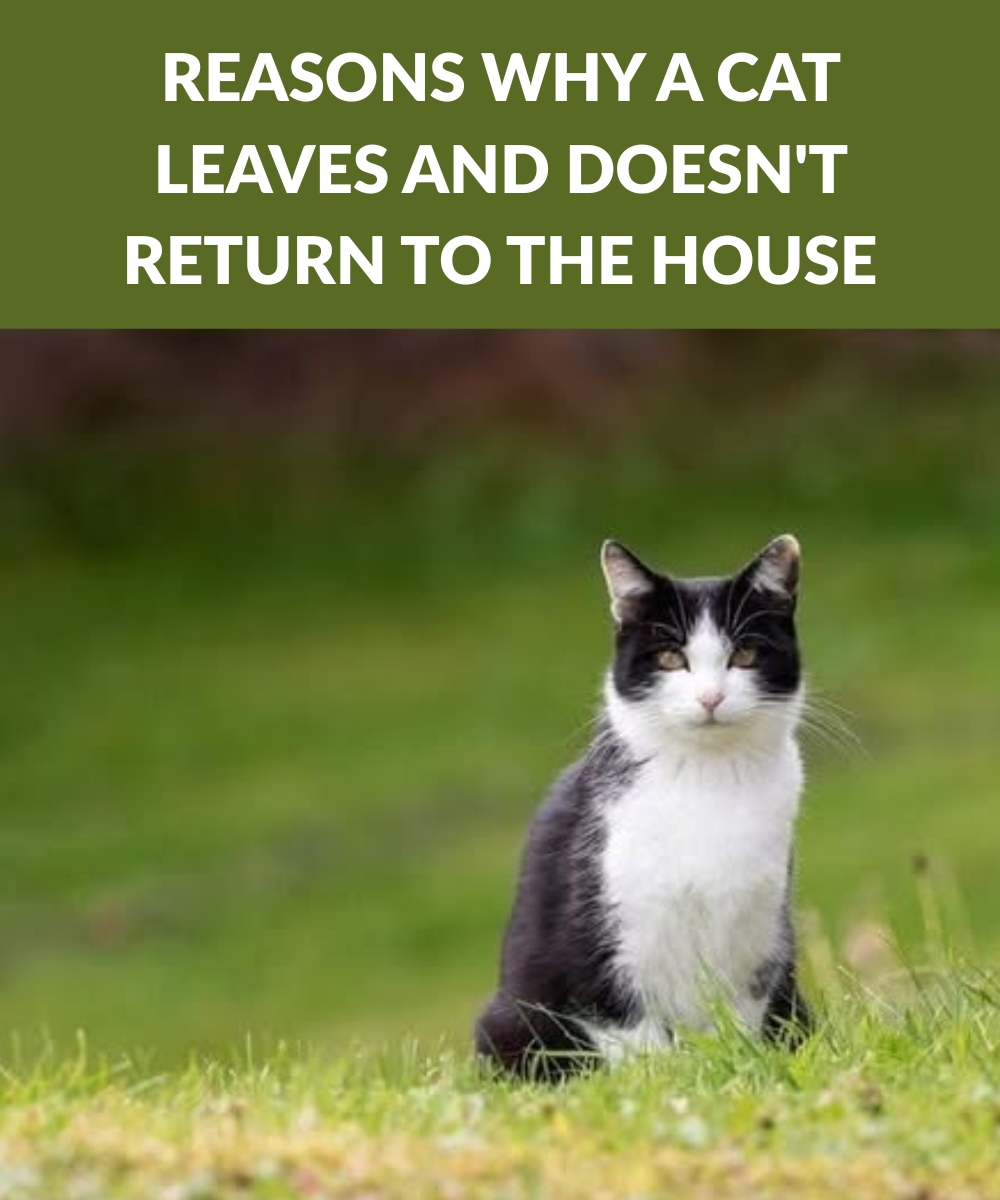 The meaning - For these reasons a cat leaves home and never returns 😿 ...