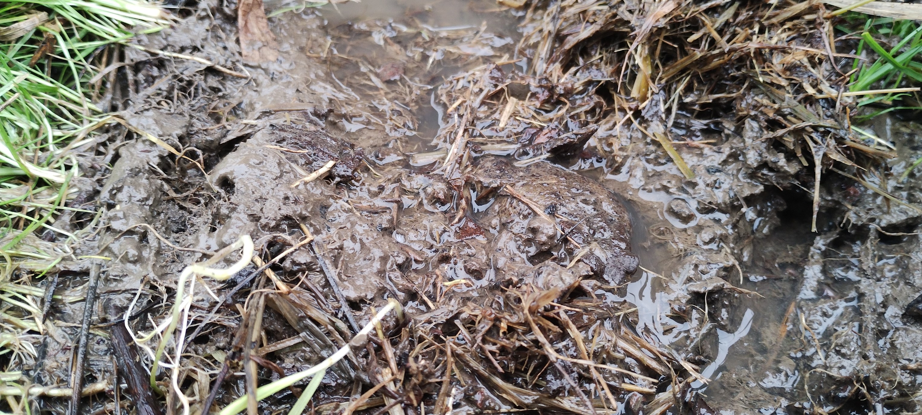 Vale - Can you spot the Toad (Bufo Bufo)? 🧐🐸A Toad's warty, olive-brown ...