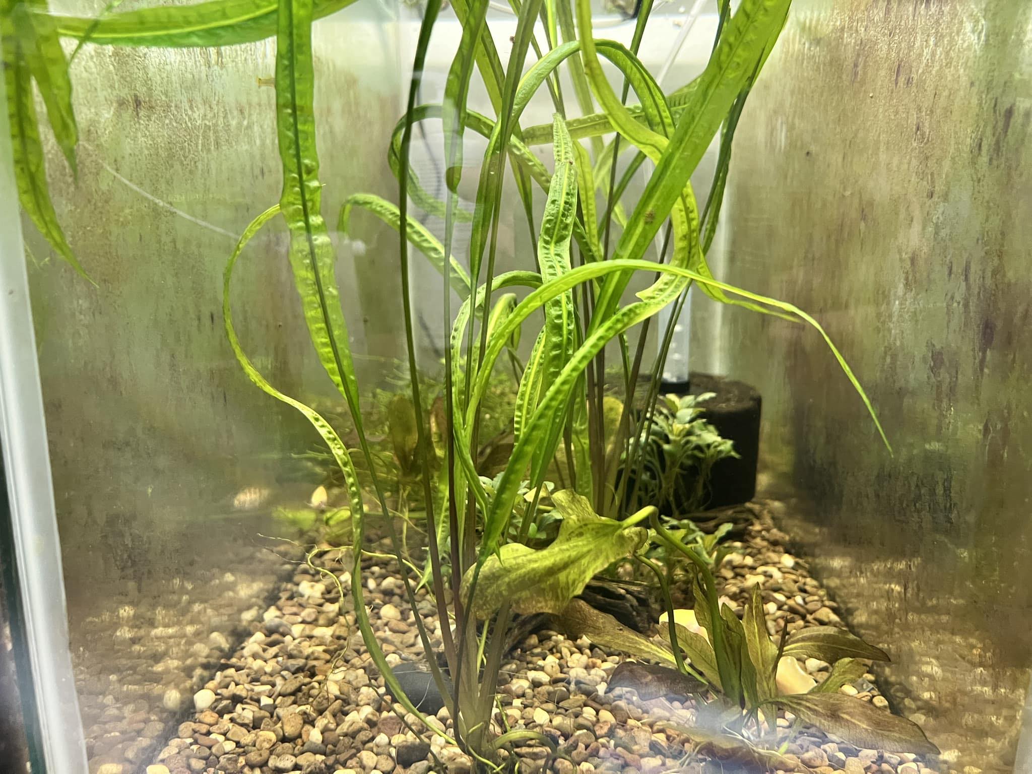 Alpha & Omega Exotics | Cedar Rapids IA