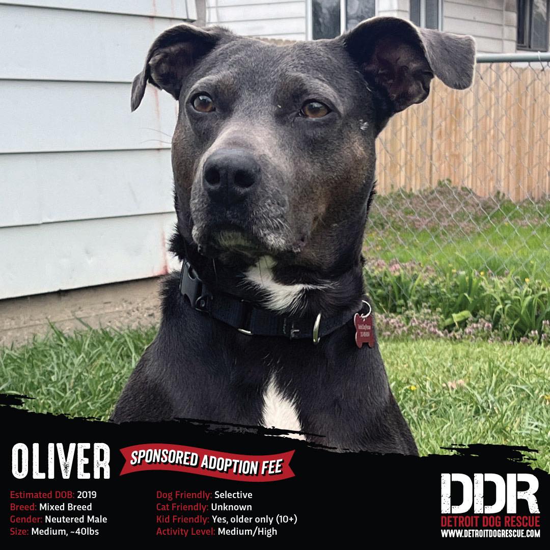 Detroit Dog Rescue | Detroit MI