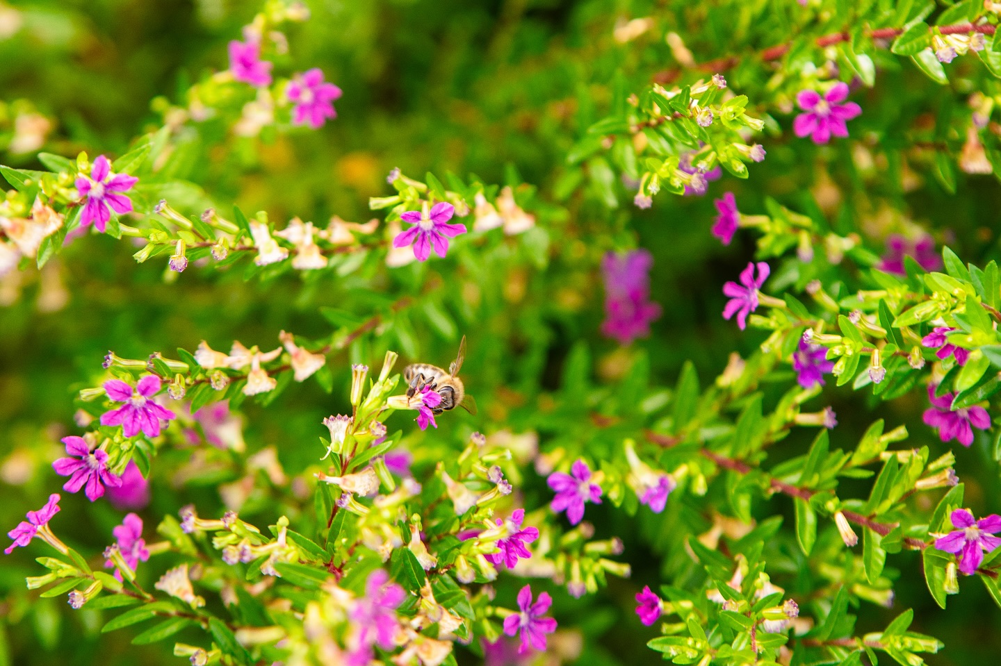 Atrarre farfalle ai giardini immagini e fotografie stock ad alta