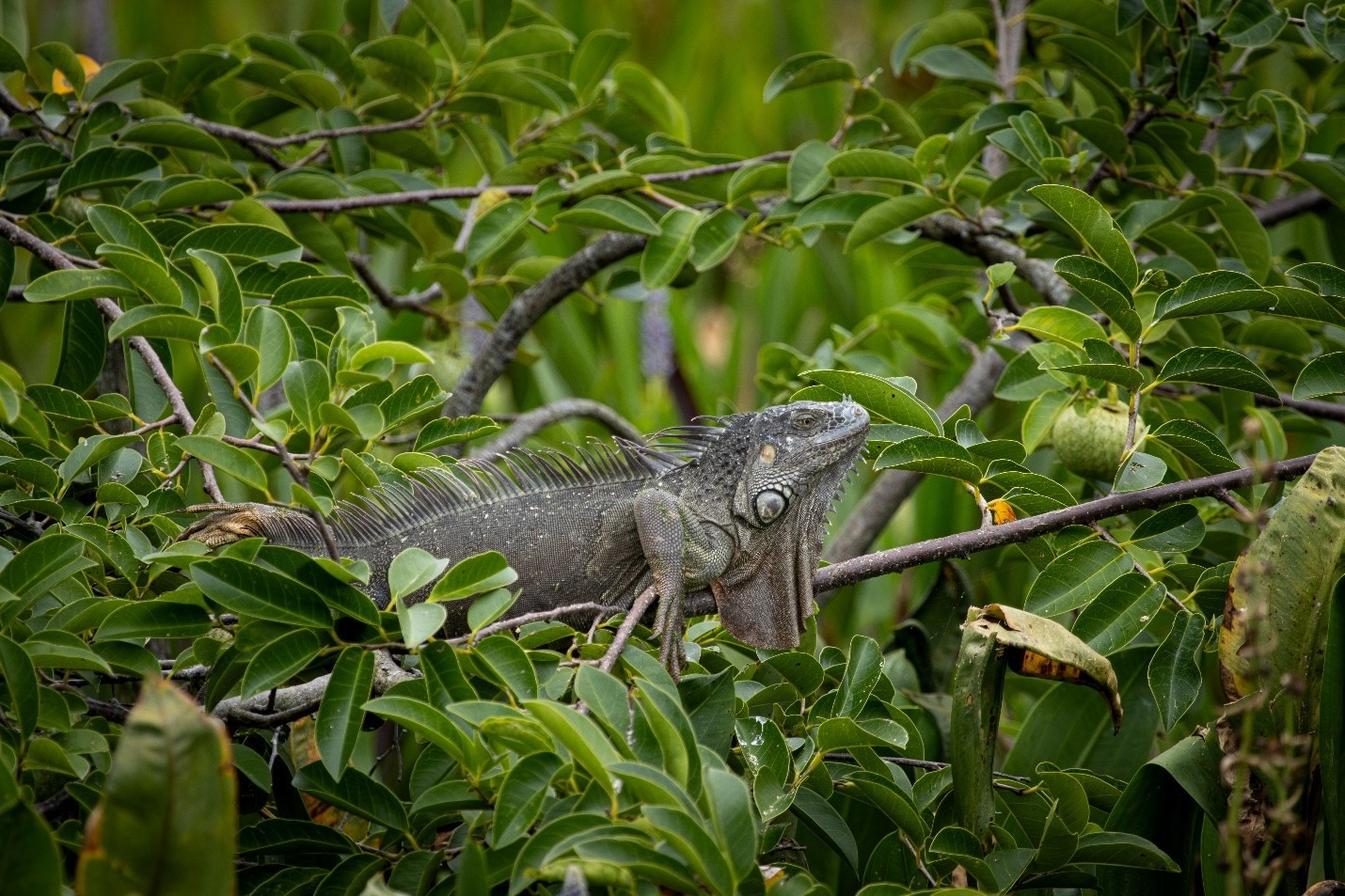 MyFWC - Weather forecast: chilly with a chance of iguanas When temps ...
