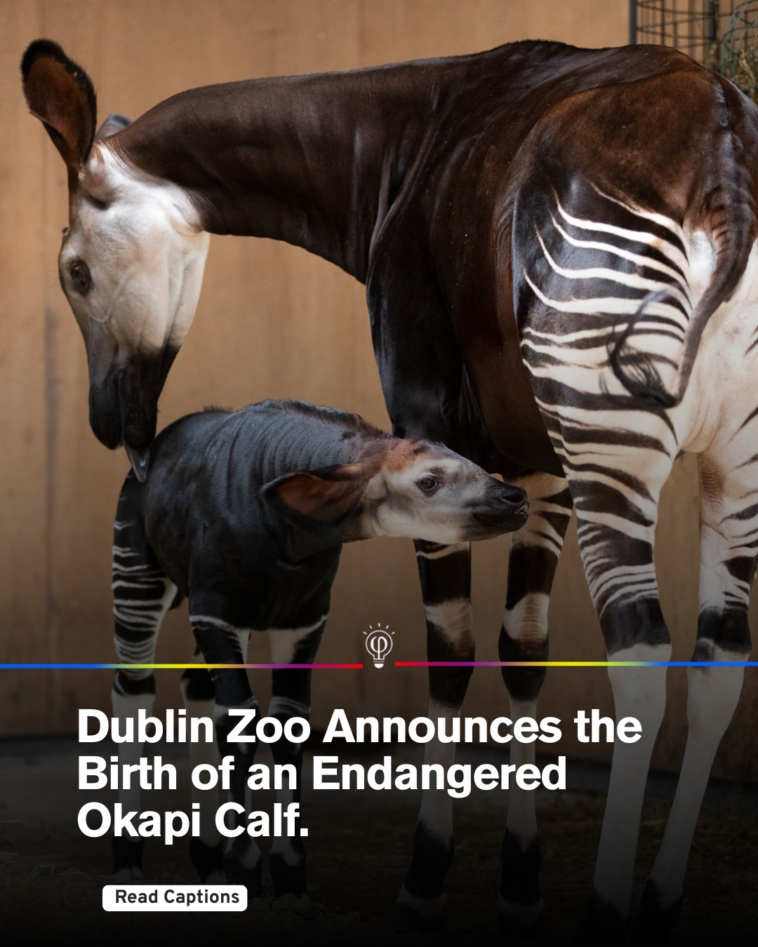 Fact - Dublin Zoo has welcomed the birth of a rare and endangered okapi ...