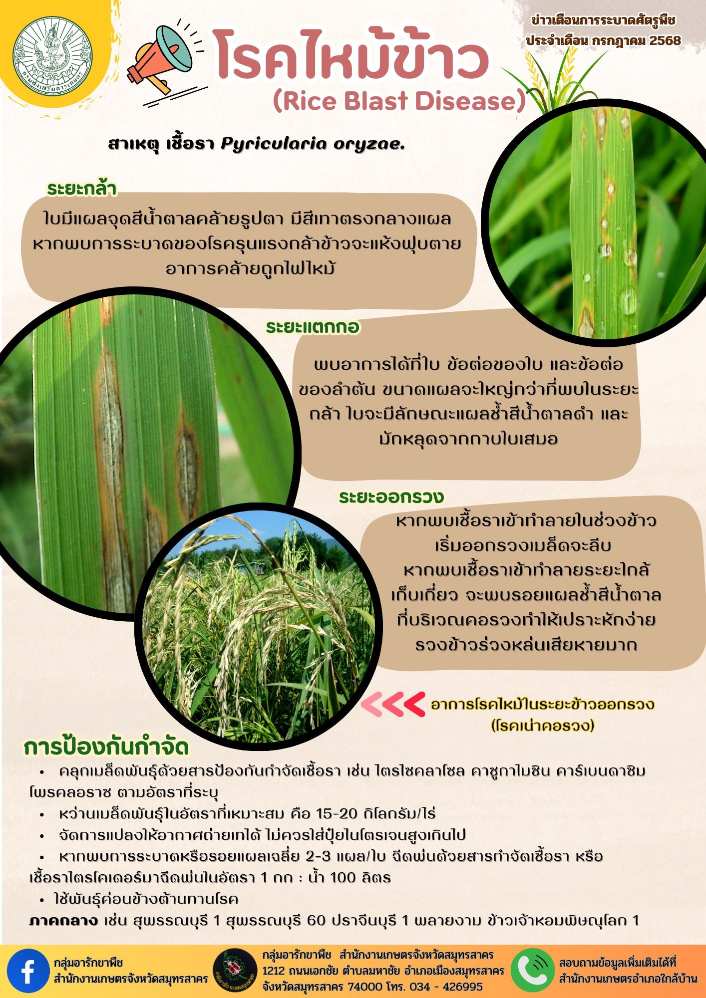 เกษตรตำบล - องค์ความรู้เรื่อง #โรคไหม้ข้าว 🌾 ภัยเงียบที่คุกคามผลผลิต ...