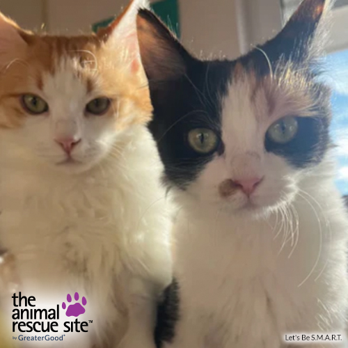 The Animal - Do you remember Leo and Tabitha's heartbreaking story? The ...