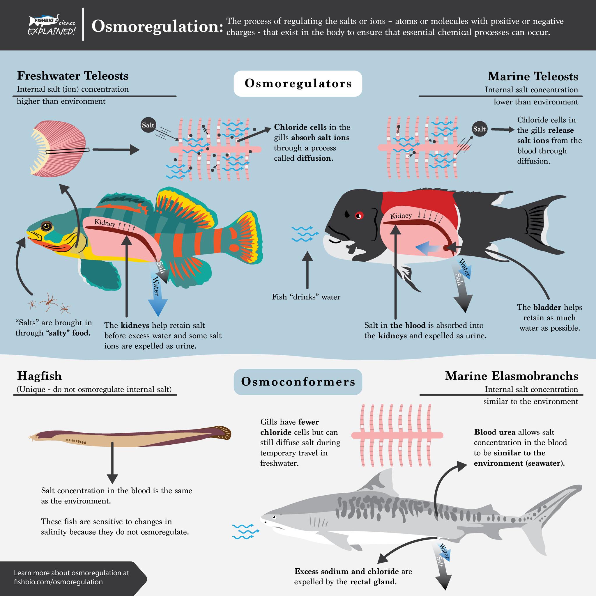 FISHBIO | Oakdale CA