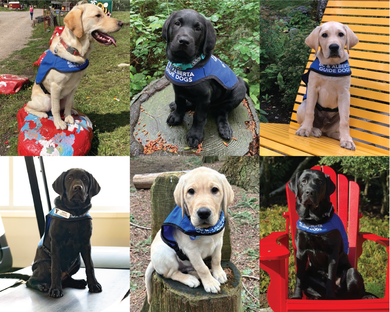 BC - On a stump or on a chair, our dogs know 'sit' anywhere 🌟 | Facebook