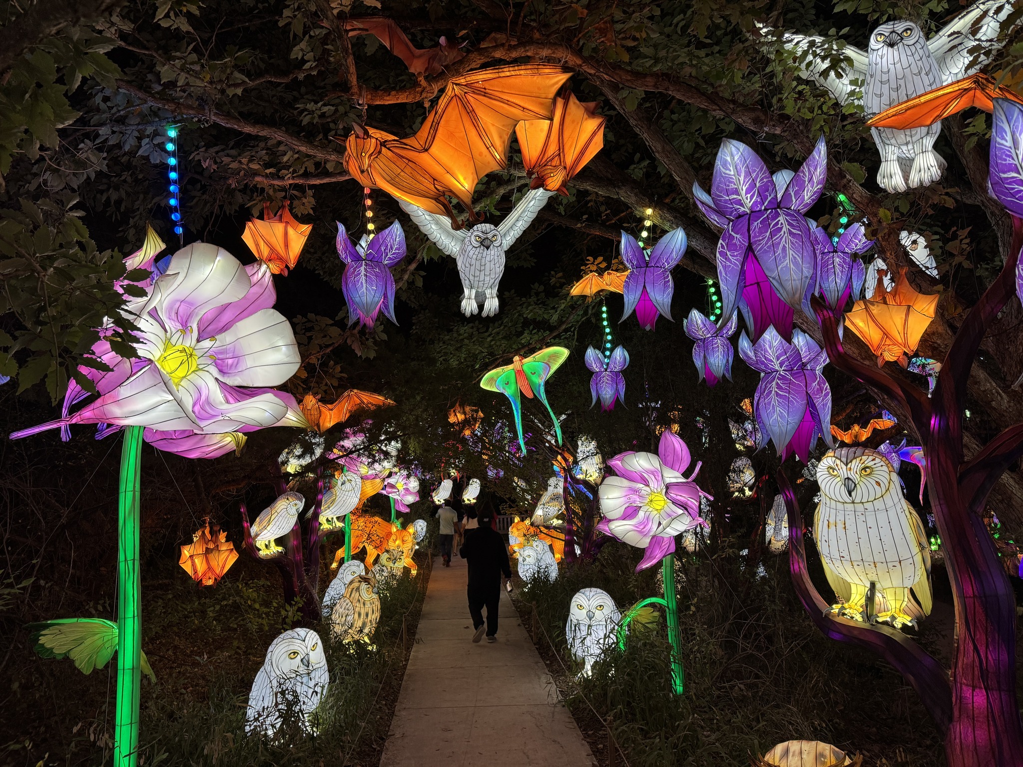 KENS - 🌹🌵 The San Antonio Botanical Garden’s Illuminate is back ...