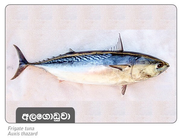 Cosmos Trading Company | Colombo