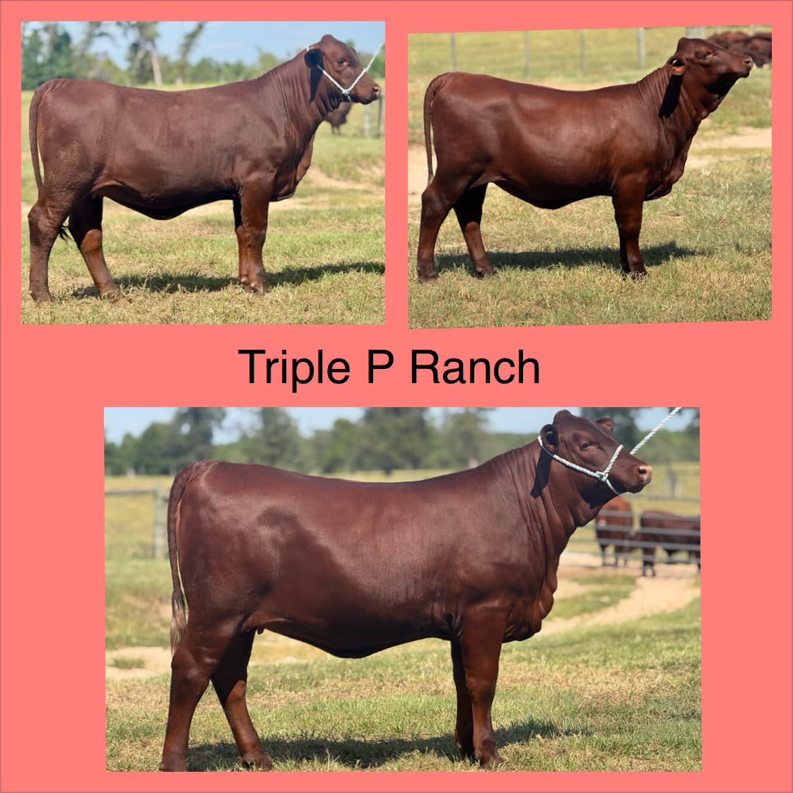 Triple P Ranch