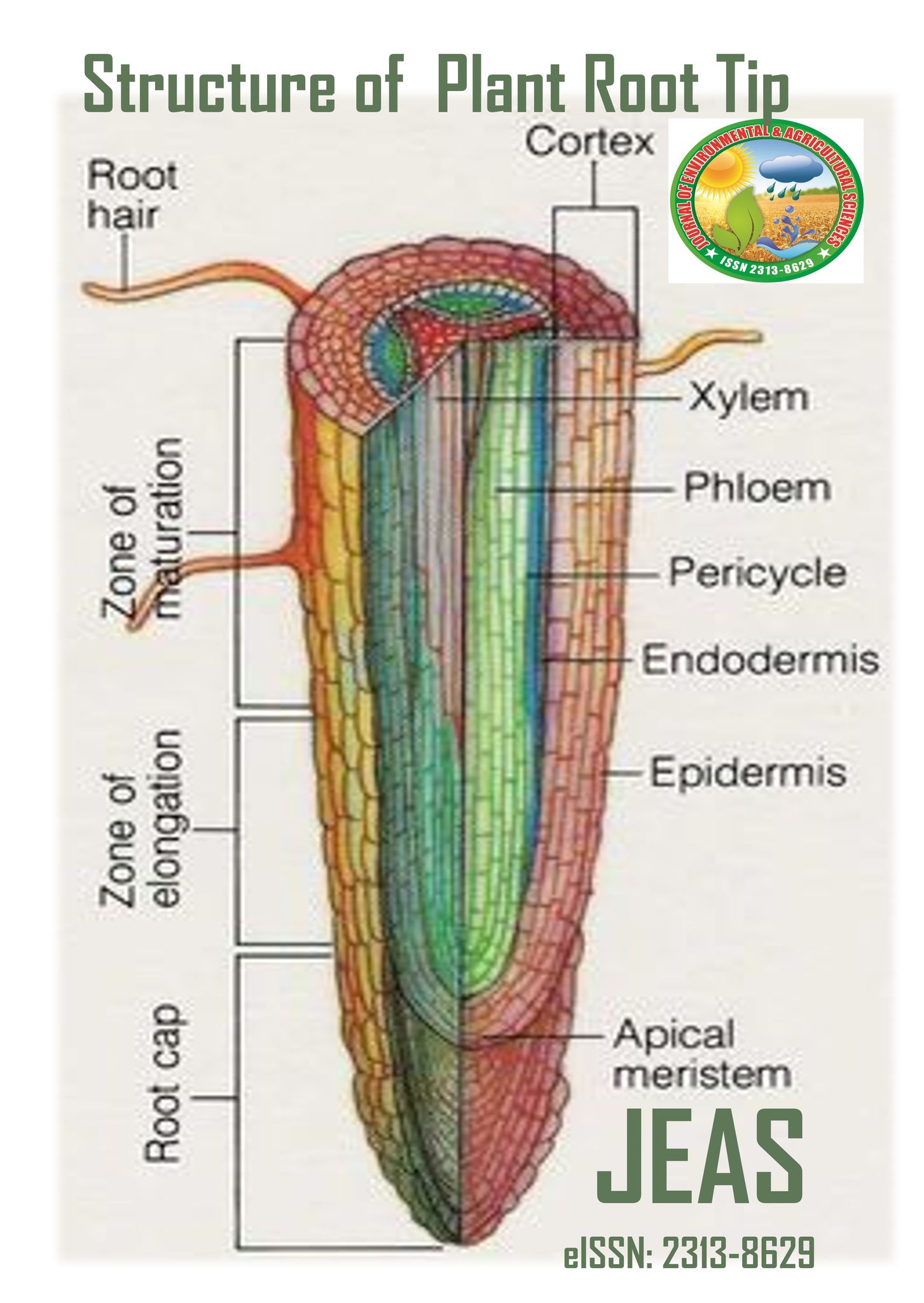 Journal - Structure of Plant Root Tip Botany MCQs: https://www.google ...