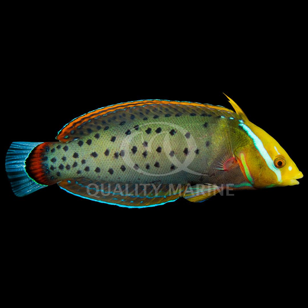 Quality - The Formosa Wrasse is a dazzling display of color and grace ...