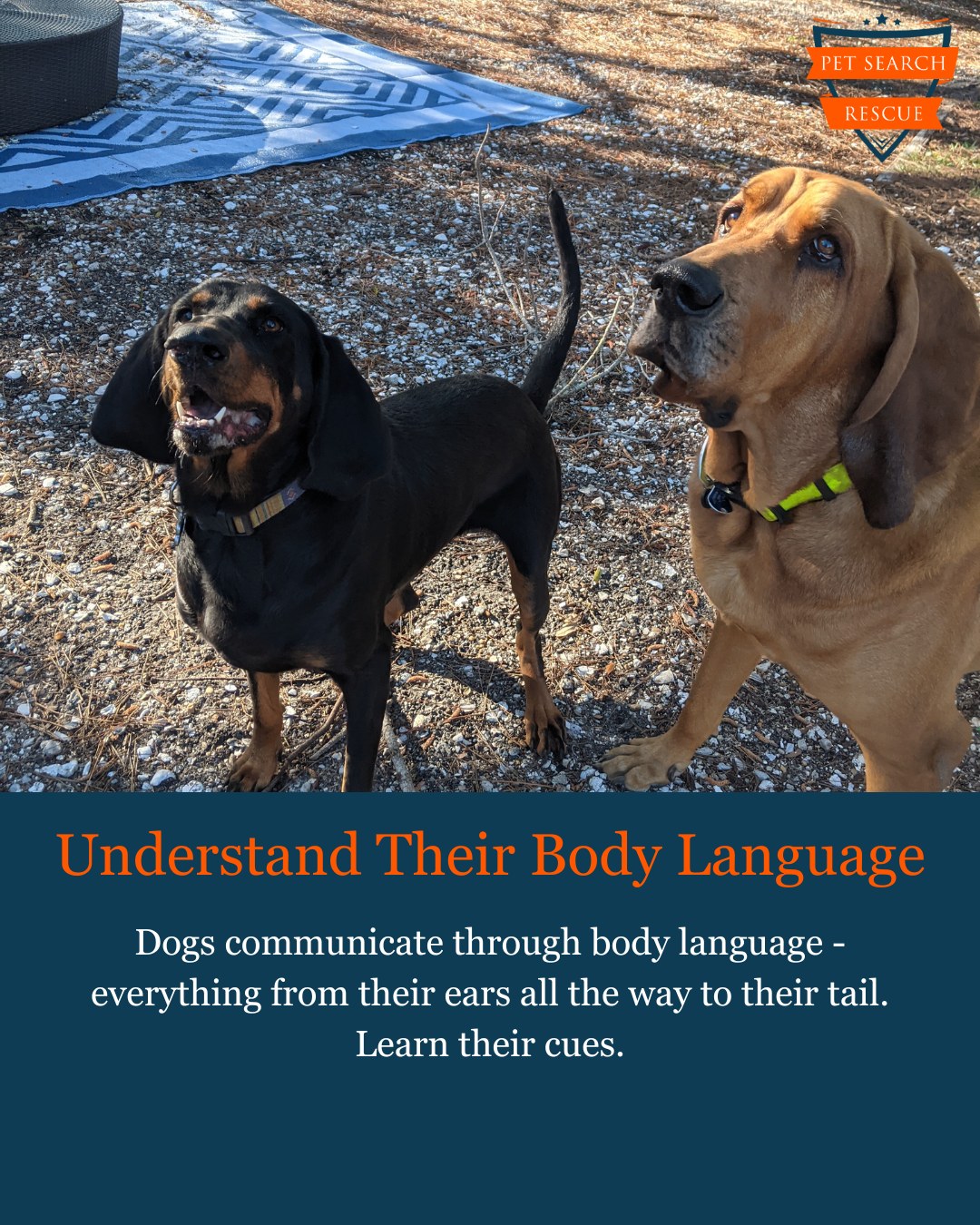 Pet - From nose to tail, every movement matters. Understanding canine ...