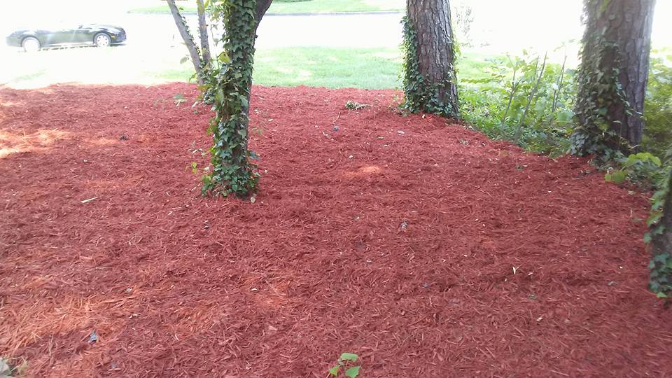 Nacho Tree Expert added a new photo. - Nacho Tree Expert