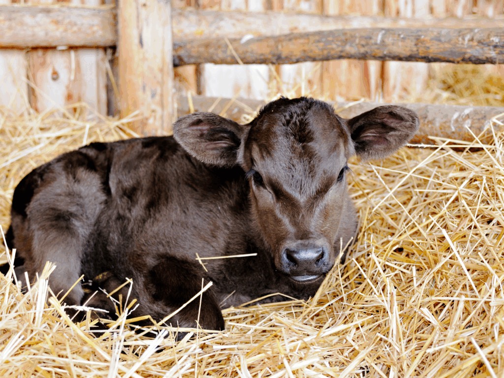 Brubaker - The Colostrum Counsel – Colostrum Beyond the First Feeding ...