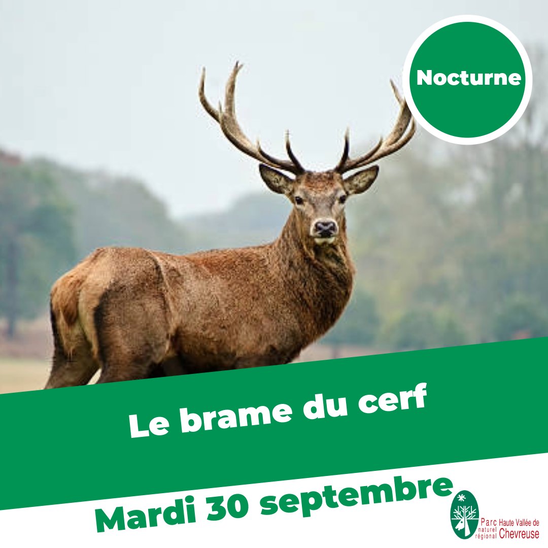 Parc - 🍂🦌 Au début de l’automne, la forêt résonne du cri rauque et ...