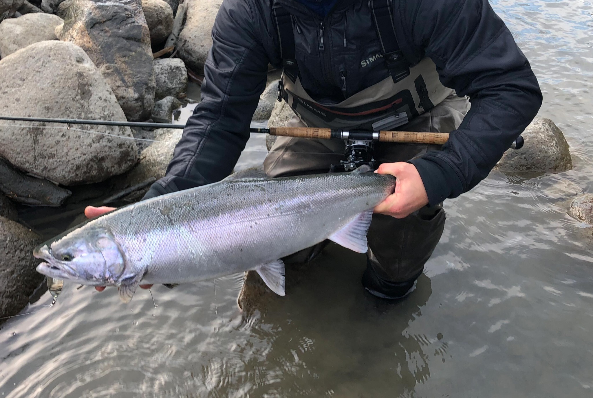 Fall Coho season is in full swing,... - Sea-Run Fly & Tackle | Facebook