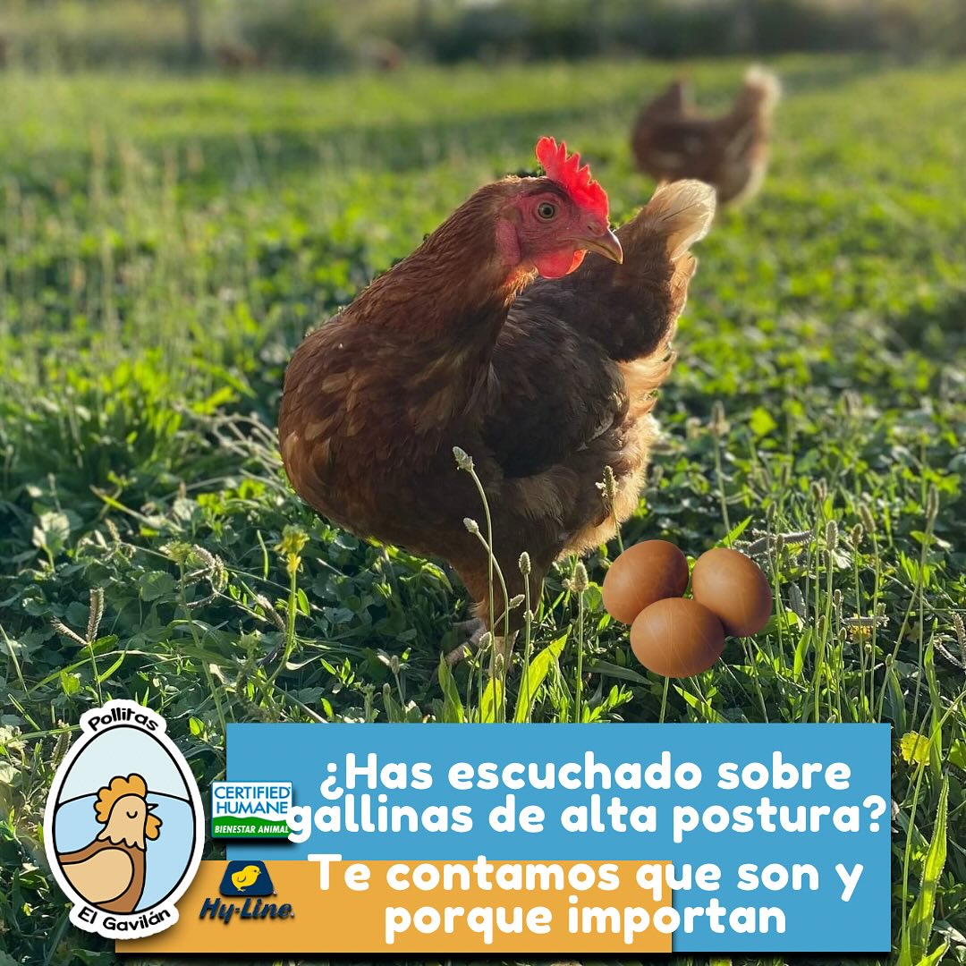 ¿Sabes qué son las pollitas... - Avícola El Gavilán - Talca | Facebook