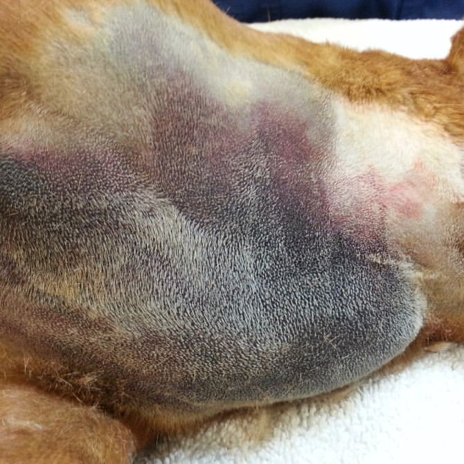 Dr - Rodenticide toxicity is a veterinary emergency we see too often ...