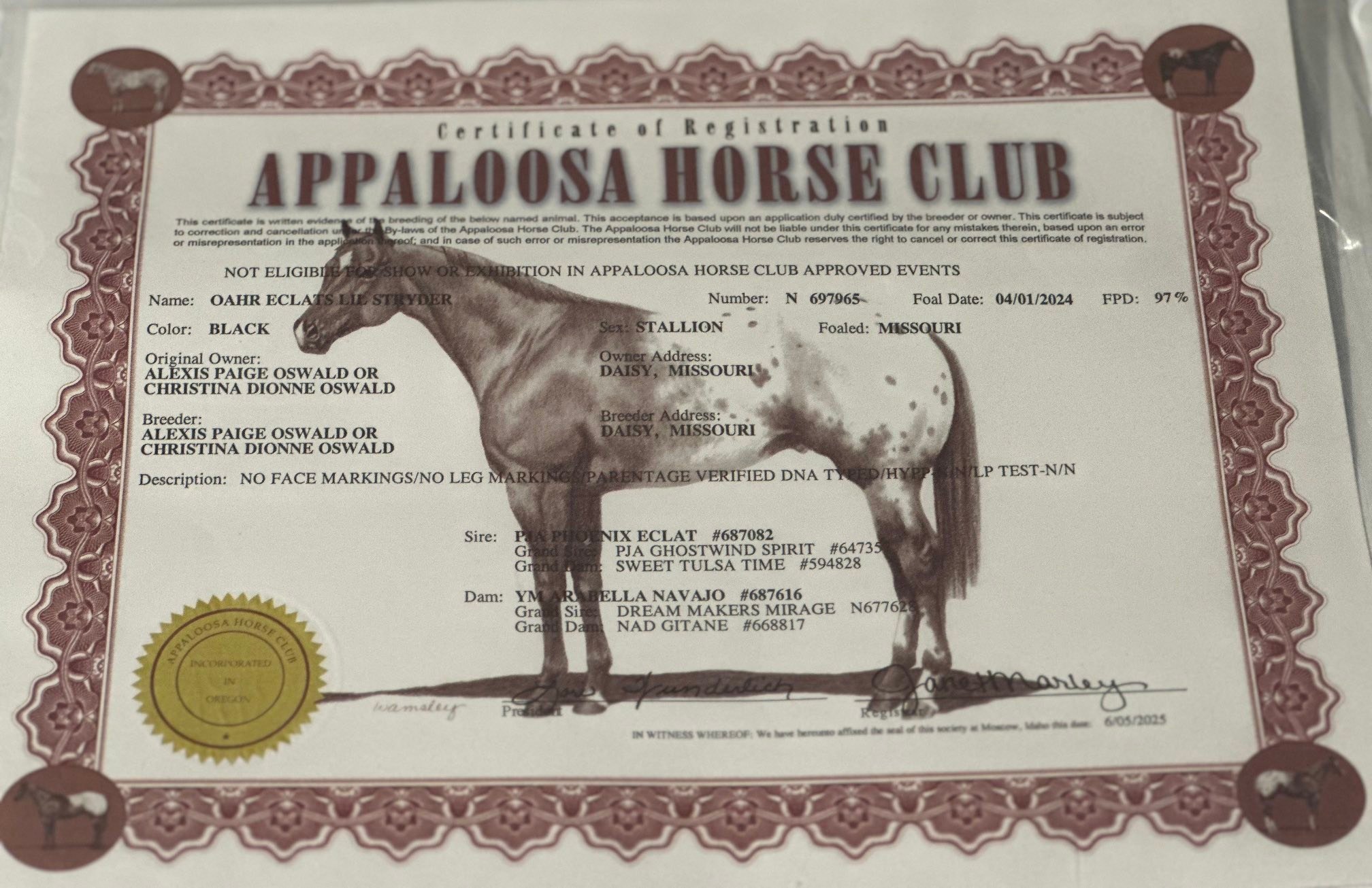 West - Tag #014 A beautiful solid black, 2024 APHC Appaloosa Stud Colt ...