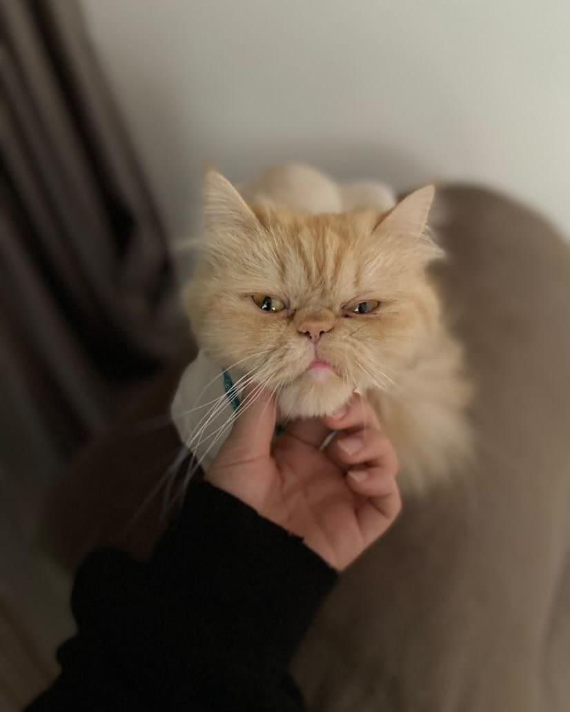 Instacatsofficial - From @littlecutiepumpkins 【﻿．．．】𝗜𝗳 𝘆𝗼𝘂'𝗿𝗲 𝗼𝗻𝗲 𝗼𝗳 ...