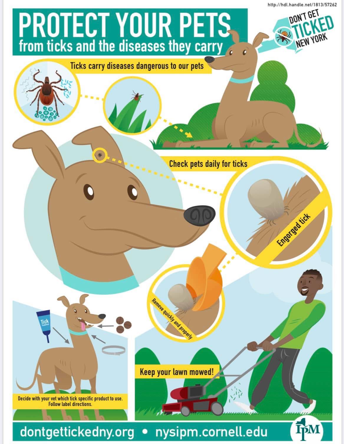 Davenport - The three most common ticks in New York State are the deer ...