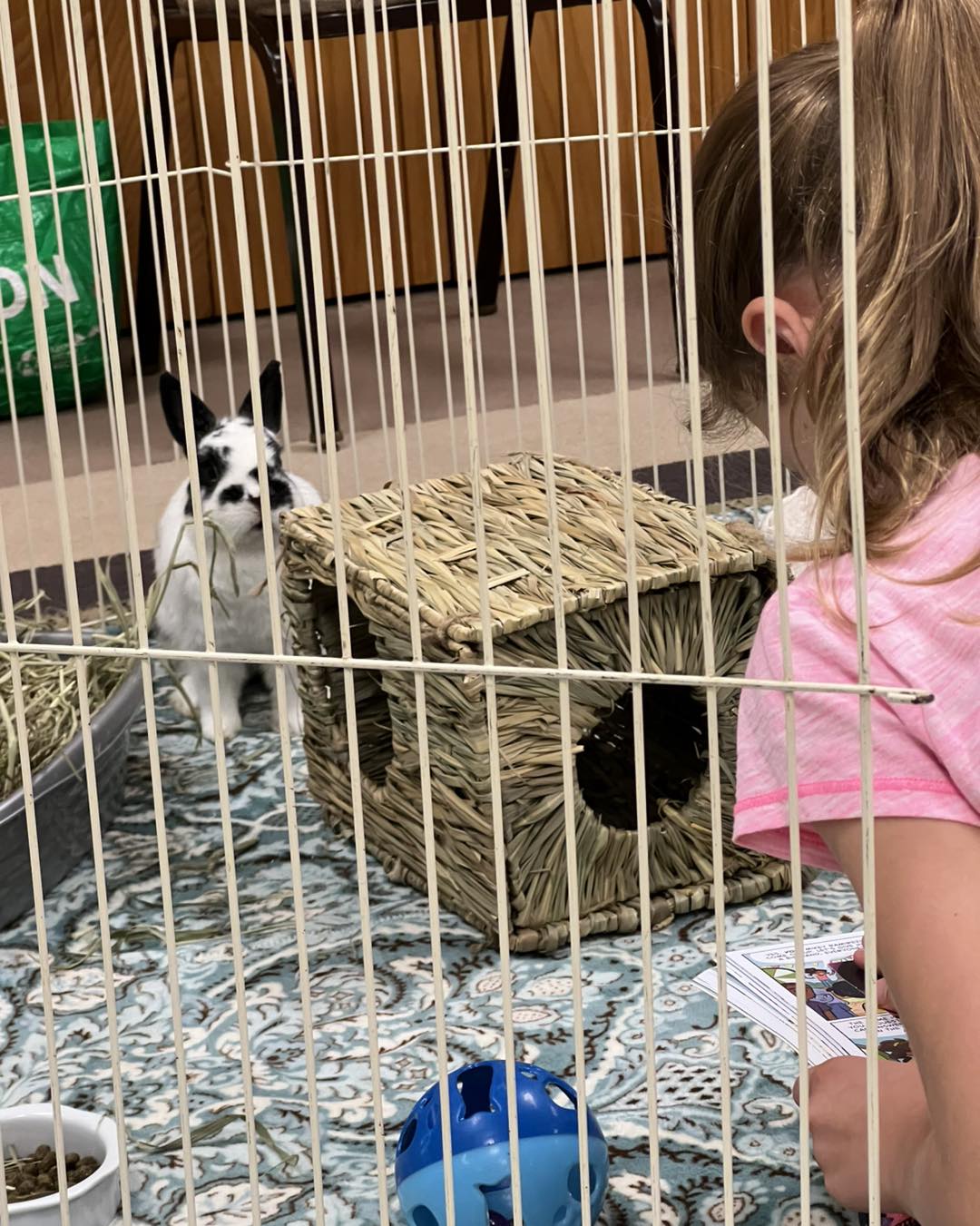 Reading to Rabbits, one of our most... - Rabbit Wranglers | Facebook