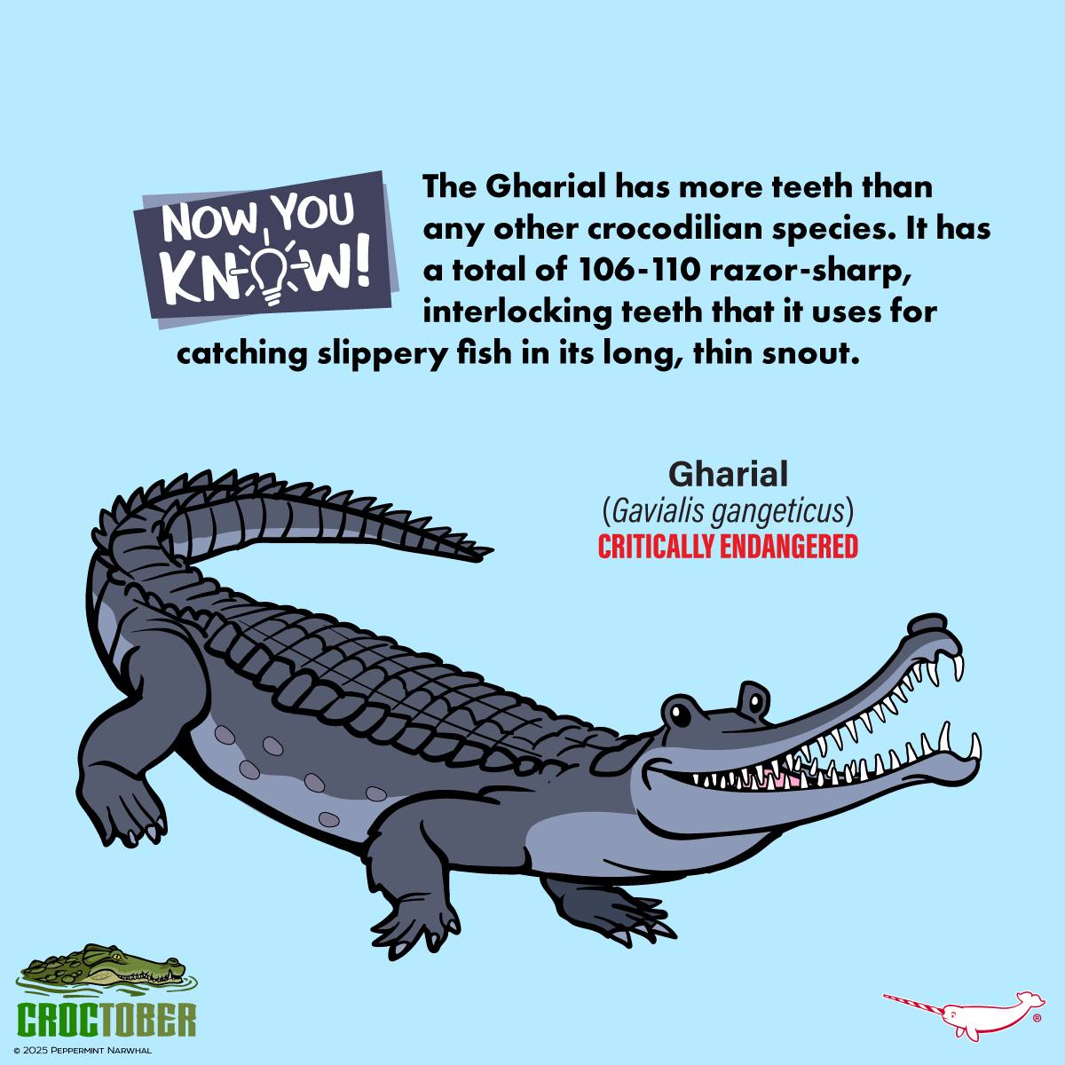 Peppermint - It has a total of 106-110 razor-sharp, interlocking teeth ...