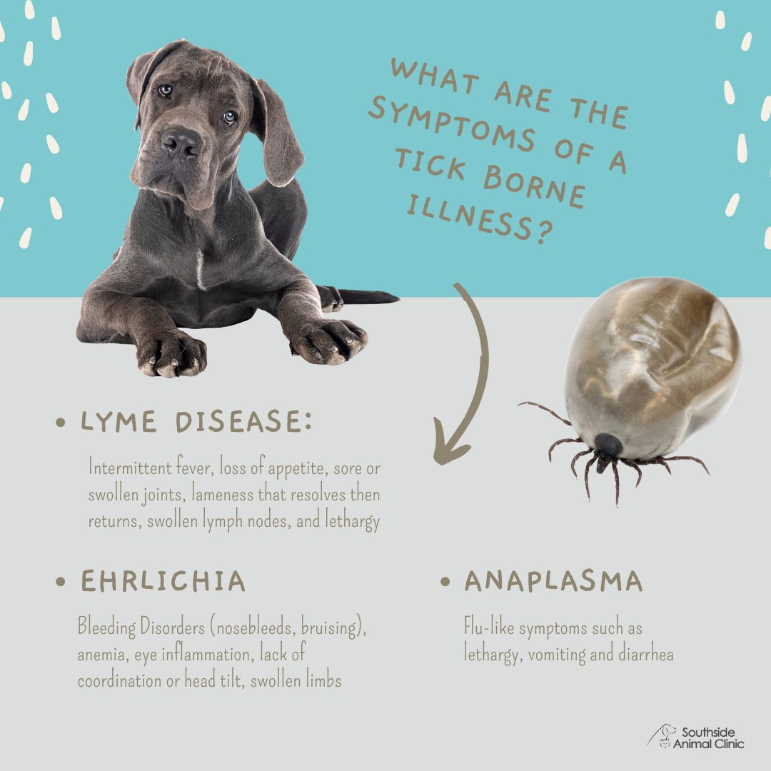 Southside Animal Clinic | London ON