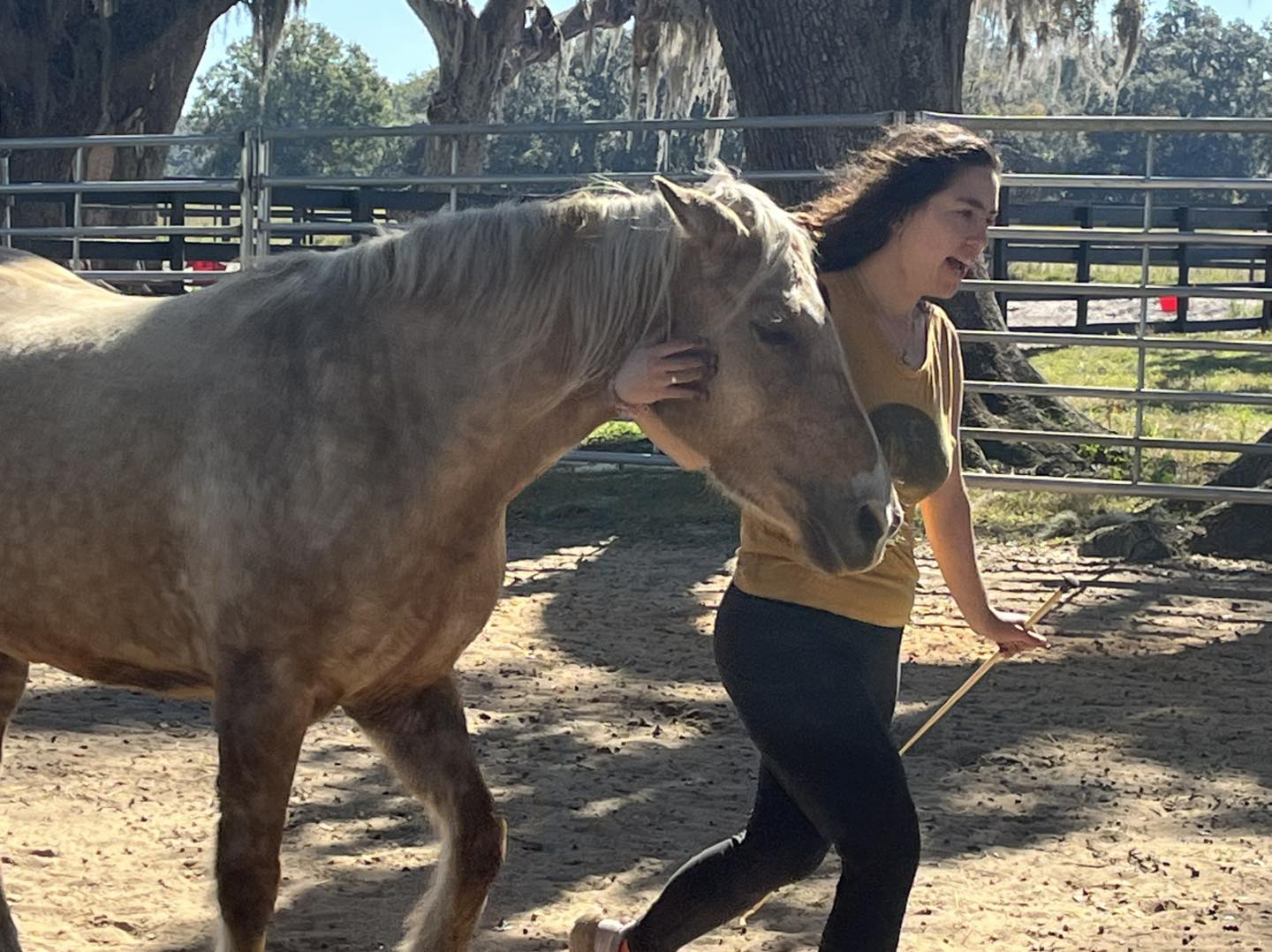 Wild Horse Rescue Center added... - Wild Horse Rescue Center