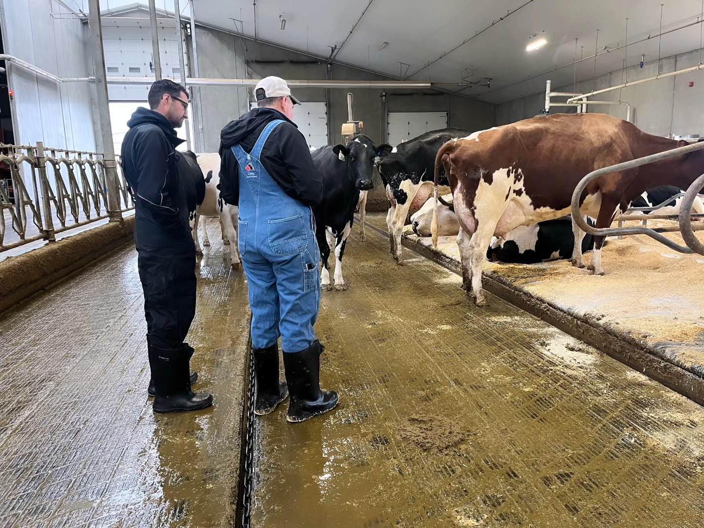 ⭐️ Classification Day... - Lakeland College SMF Dairy Unit | Facebook