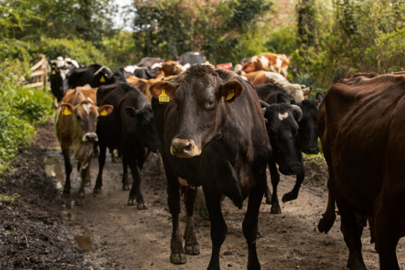 Greater - Foot-and-Mouth Disease (FMD) Update: Western Cape On 1 ...