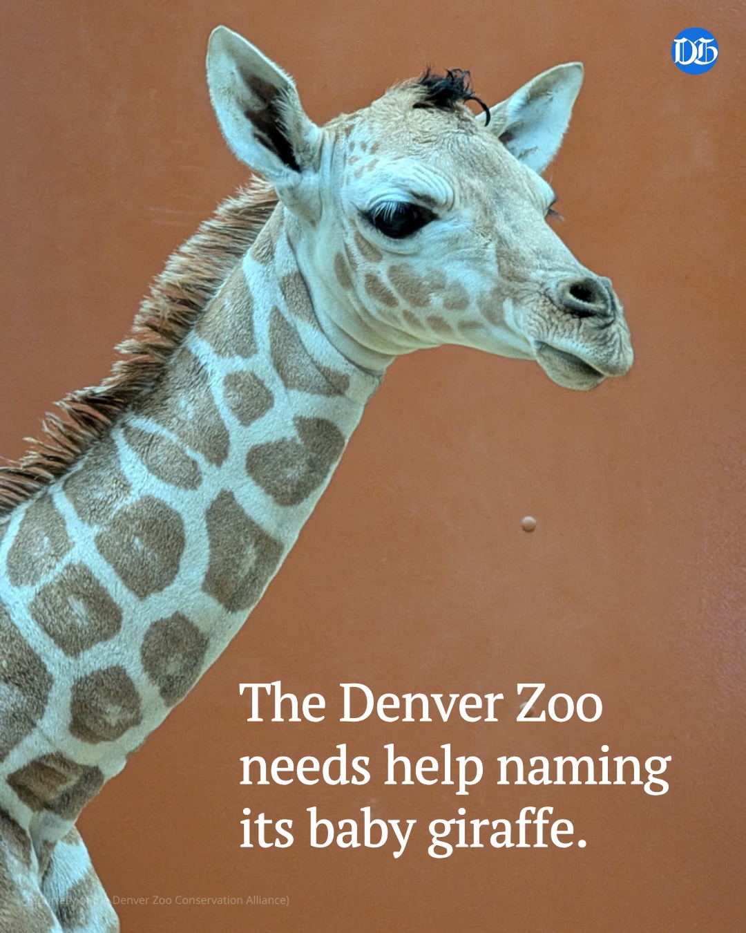 The Denver - The Denver Zoo doesn't have baby blues after welcoming its ...