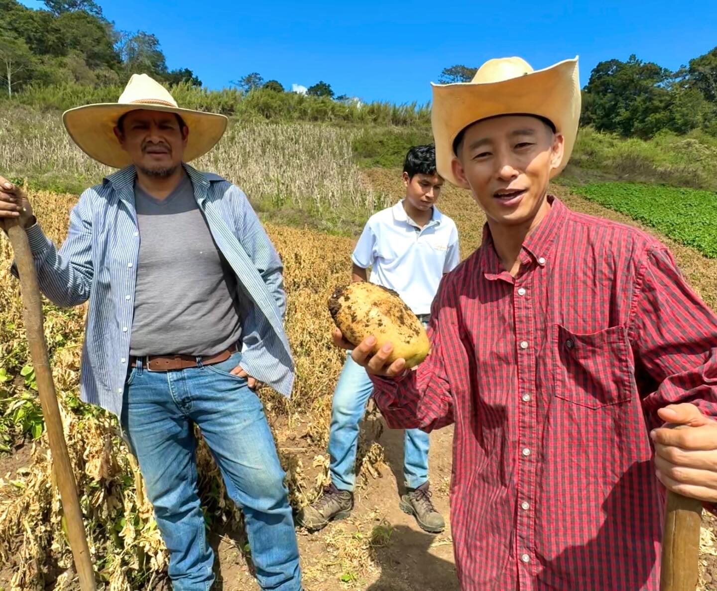 Shin - Aprendiendo a cosechar papas en Intibucá, el departamento que ...