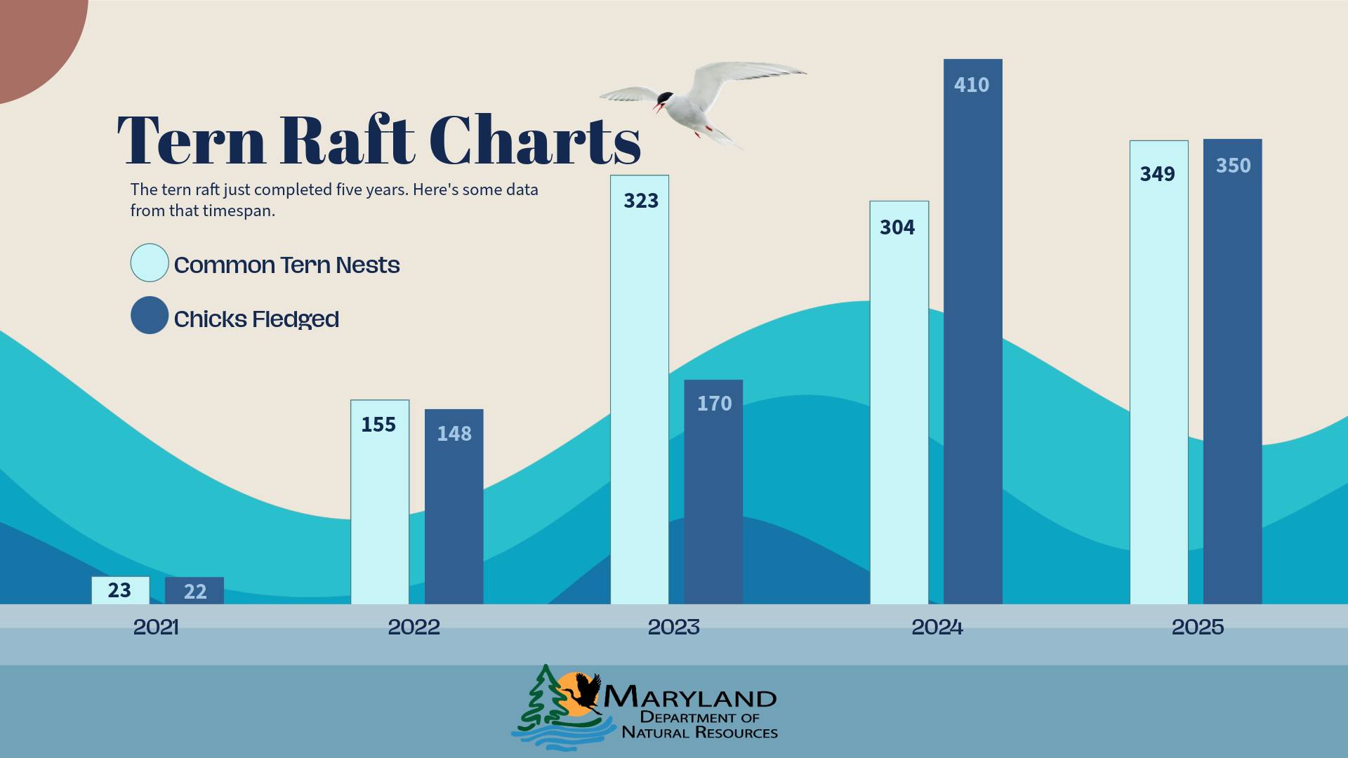 Maryland - The tern raft has seen hundreds of nesting pairs, resulting ...