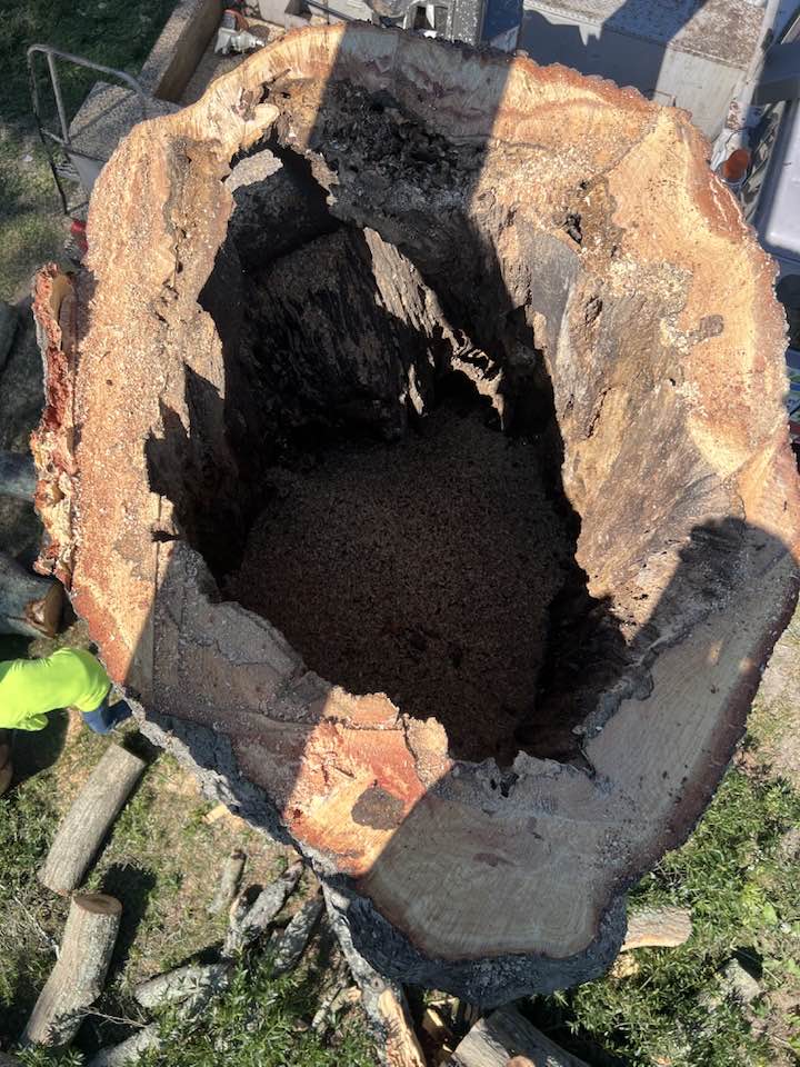 Anthony's Tree Service Inc. | Newport News VA