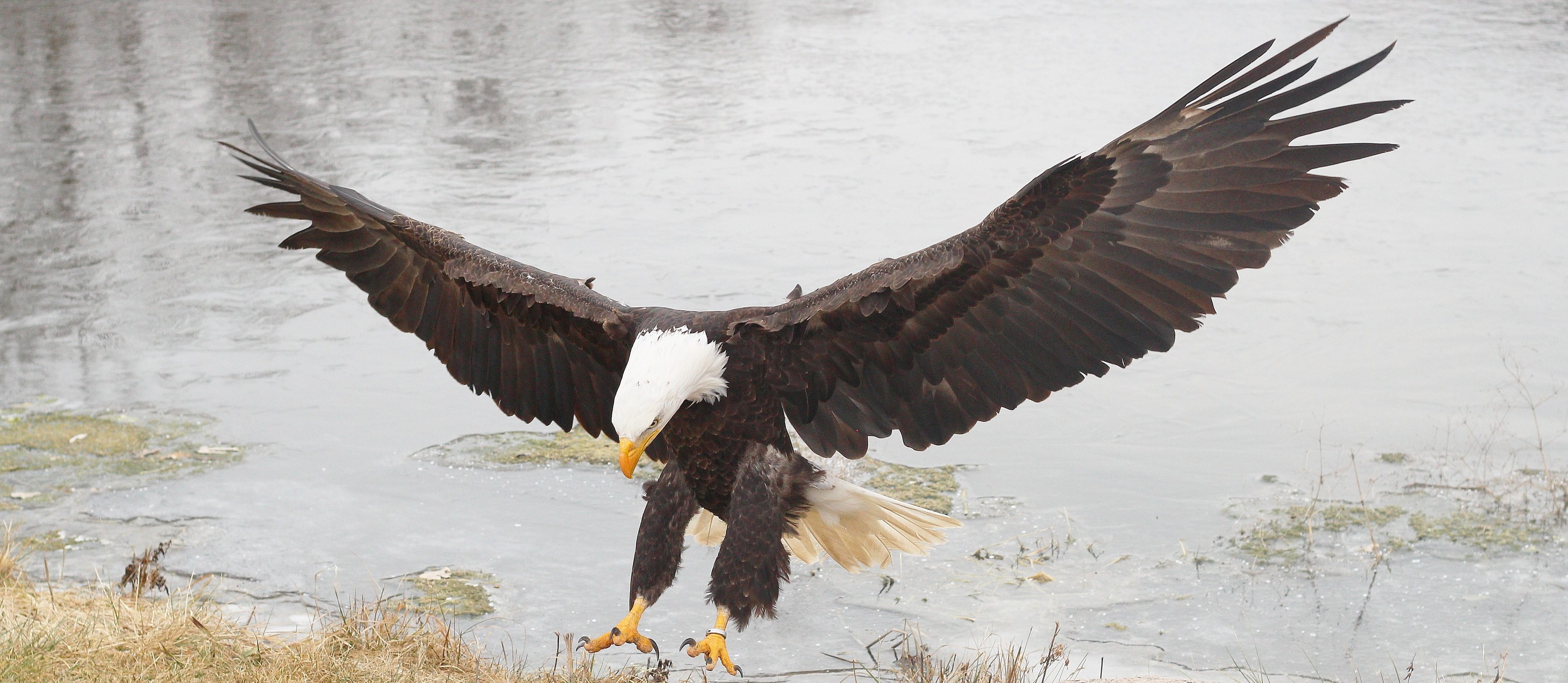Canadian Raptor Conservancy | Simcoe ON