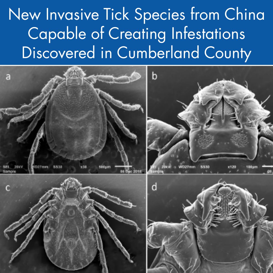 The Maine Wire - A new invasive species of tick native to... | Facebook