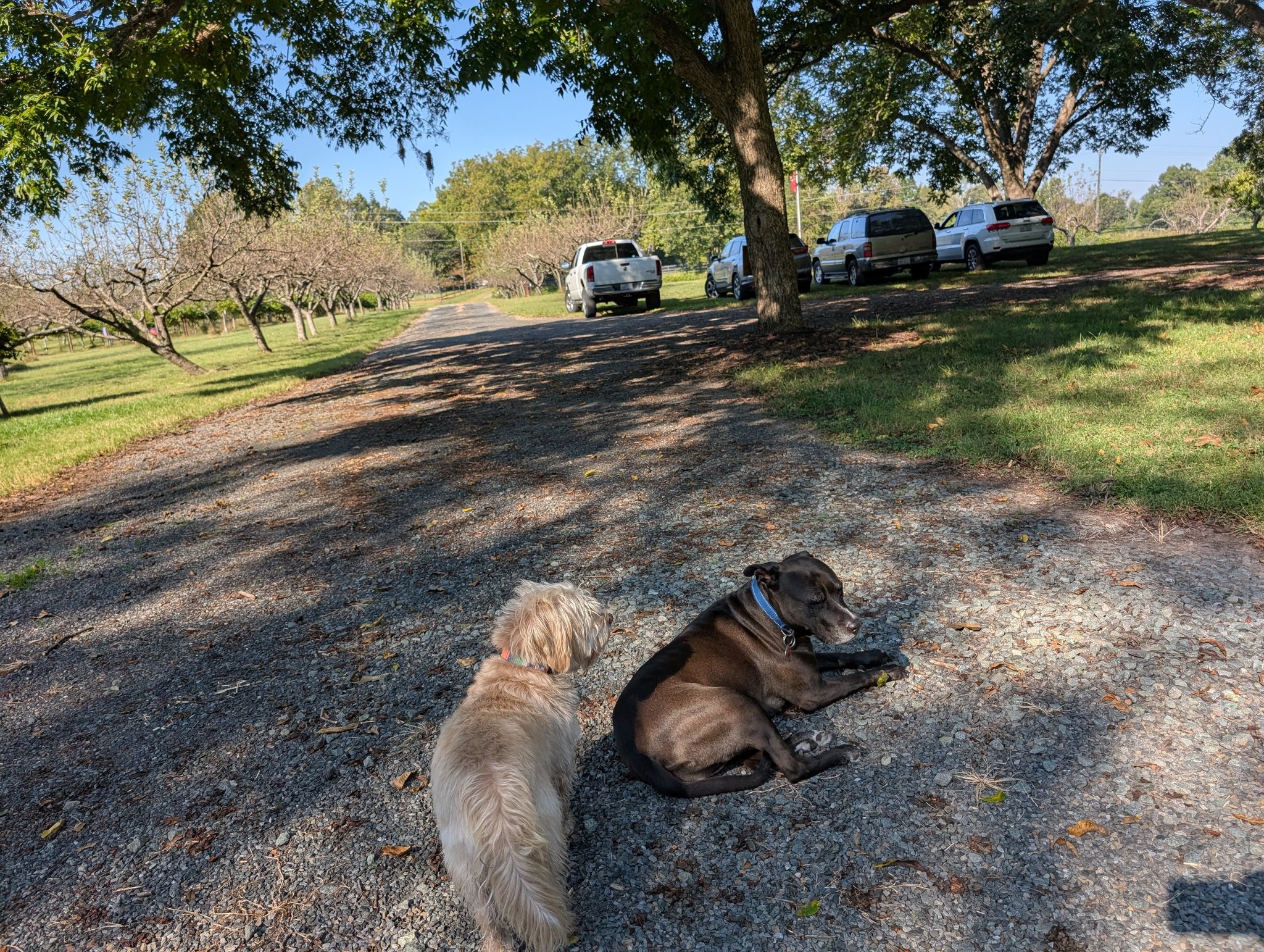 Devil Dog Orchard | Reidsville NC