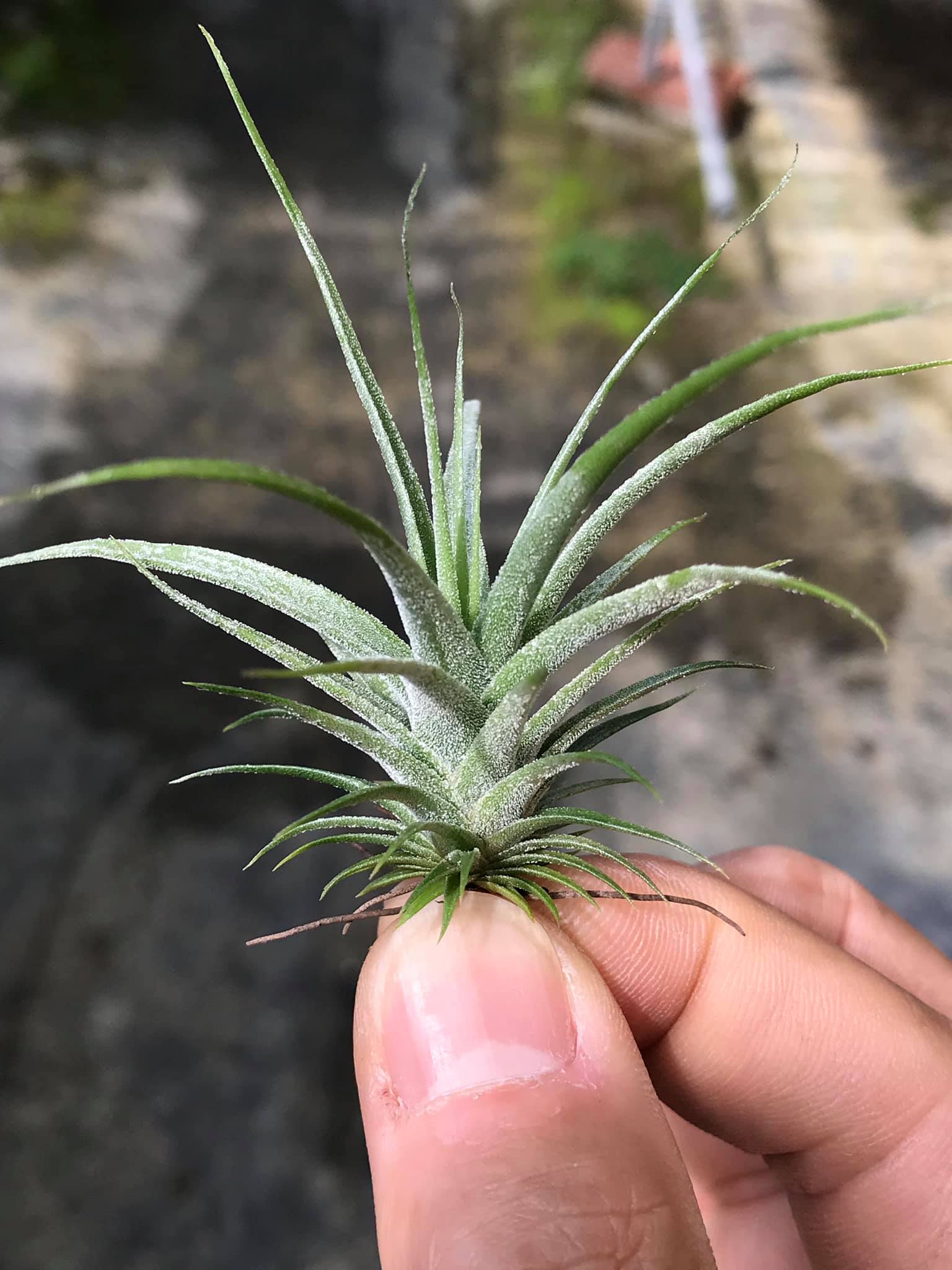 T. 'Bea Correale' x diguetii CYC Tillandsia Hybrid #240