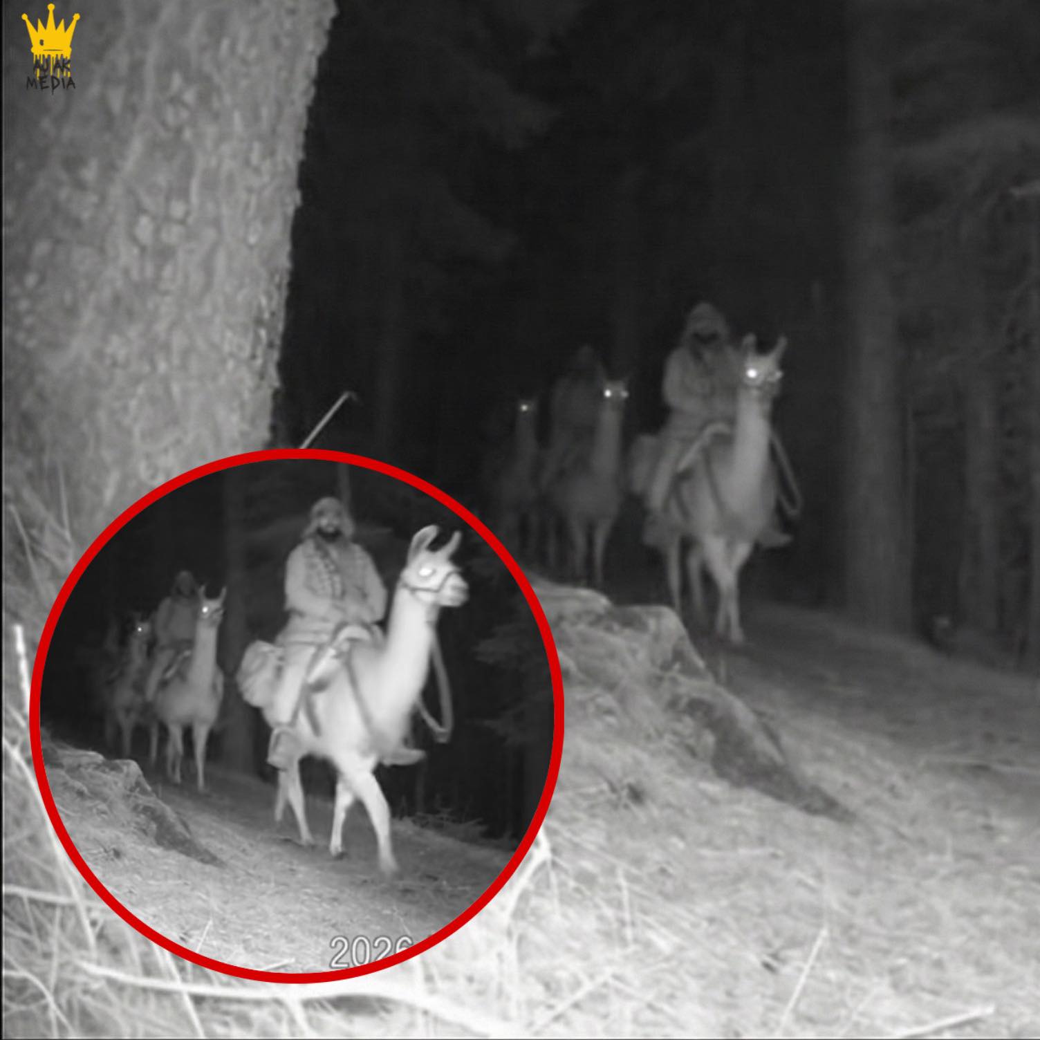 StoryTime - Smugglers Caught on CCTV Riding Alpacas to Bypass ...