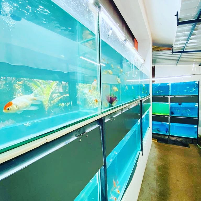 Farmlee fish and pet Farm.