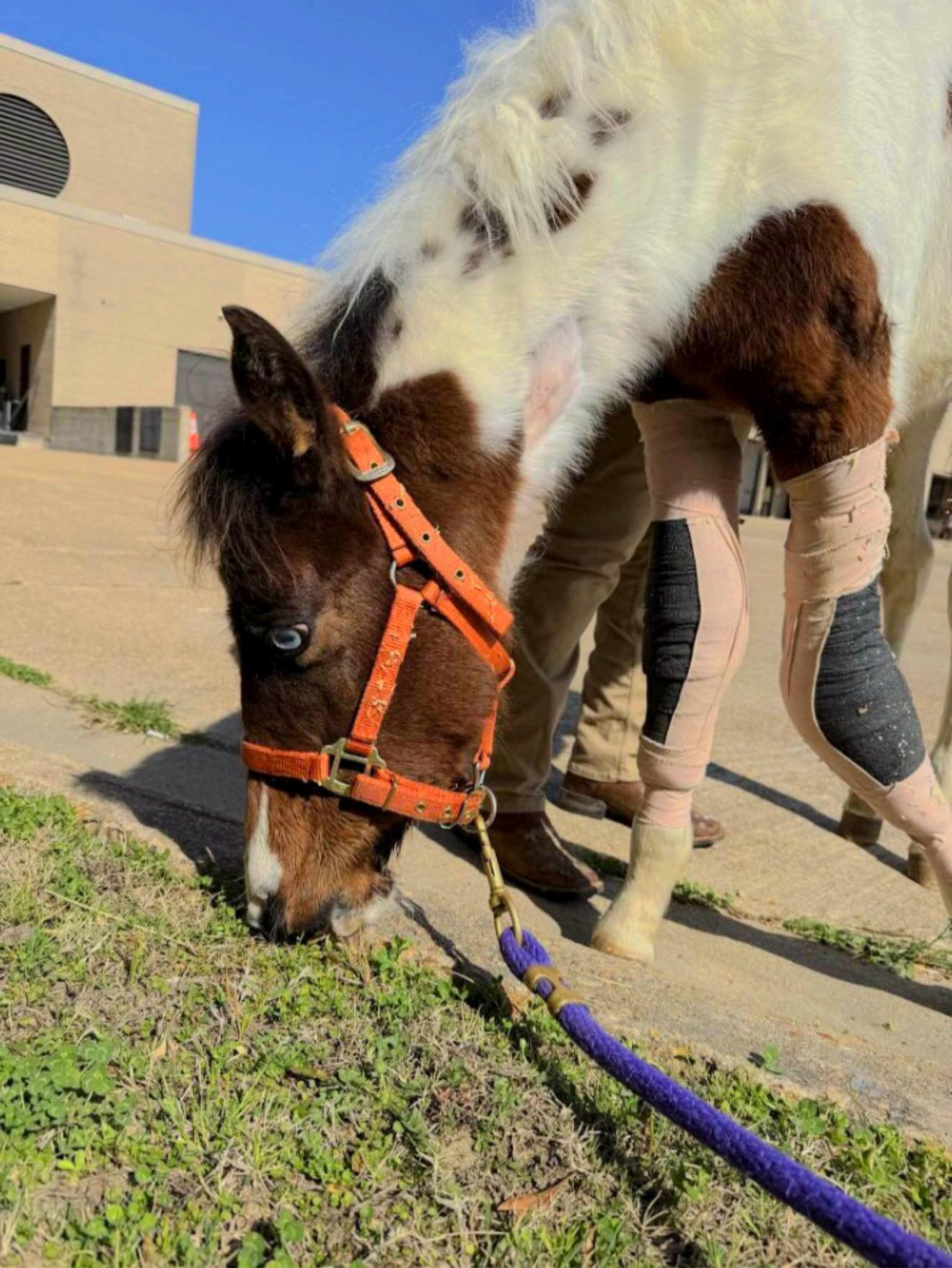 Rocking R Ranch and... - Rocking R Ranch and Rescue, Inc.